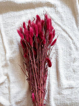 TAURO » Mazzo di Lagurus colorato bordeaux - Bloomoon