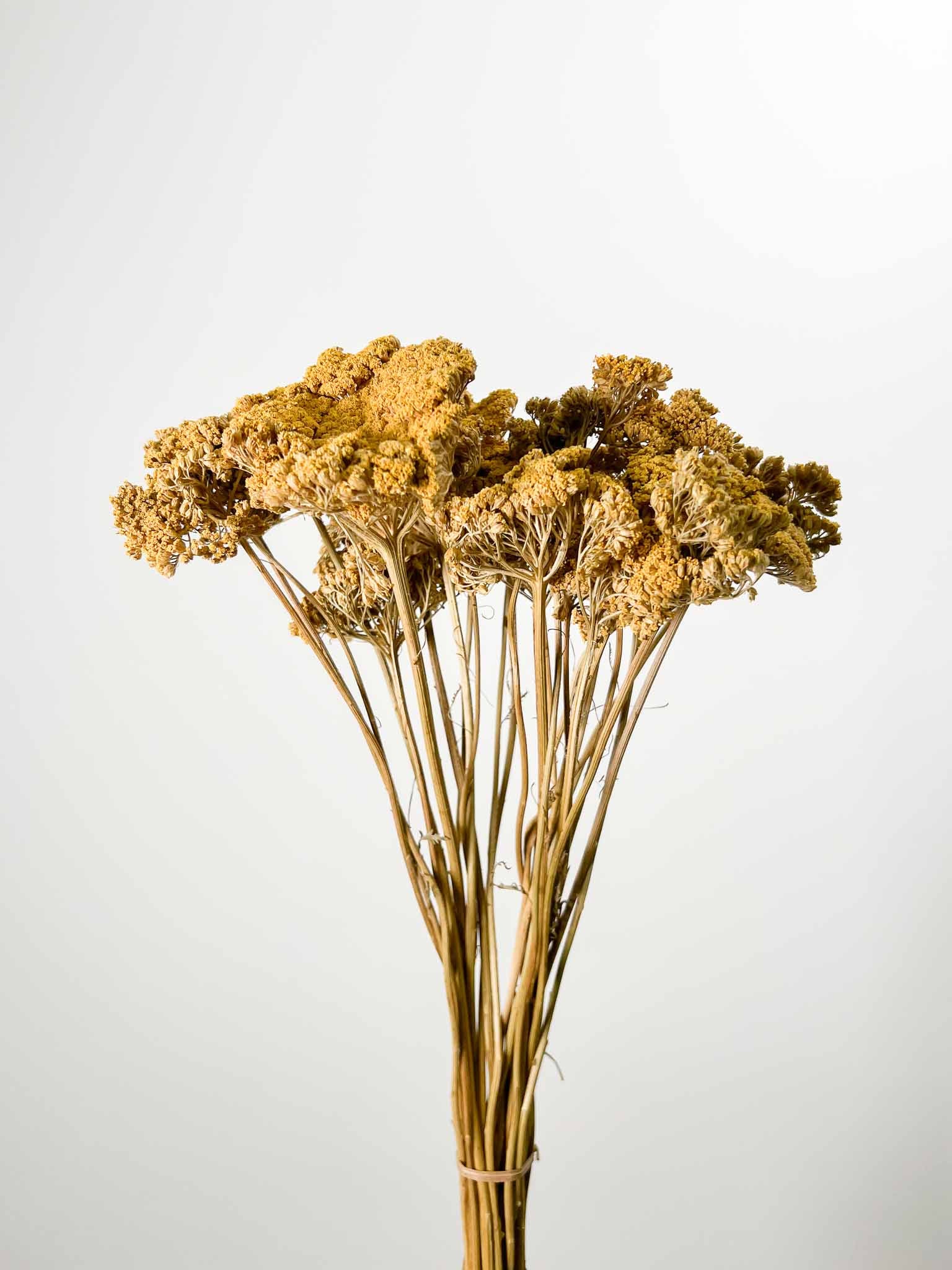 TEA » Mazzo di Achillea naturale - Bloomoon