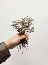 TIBERIO » Fascio di bacche naturali bianche piccolo - Bloomoon