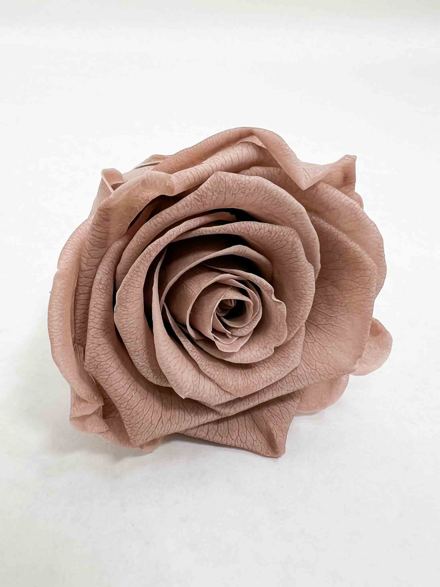 TINA » Box of 6 cappuccino Rose standard flowers - 6,5cm diameter