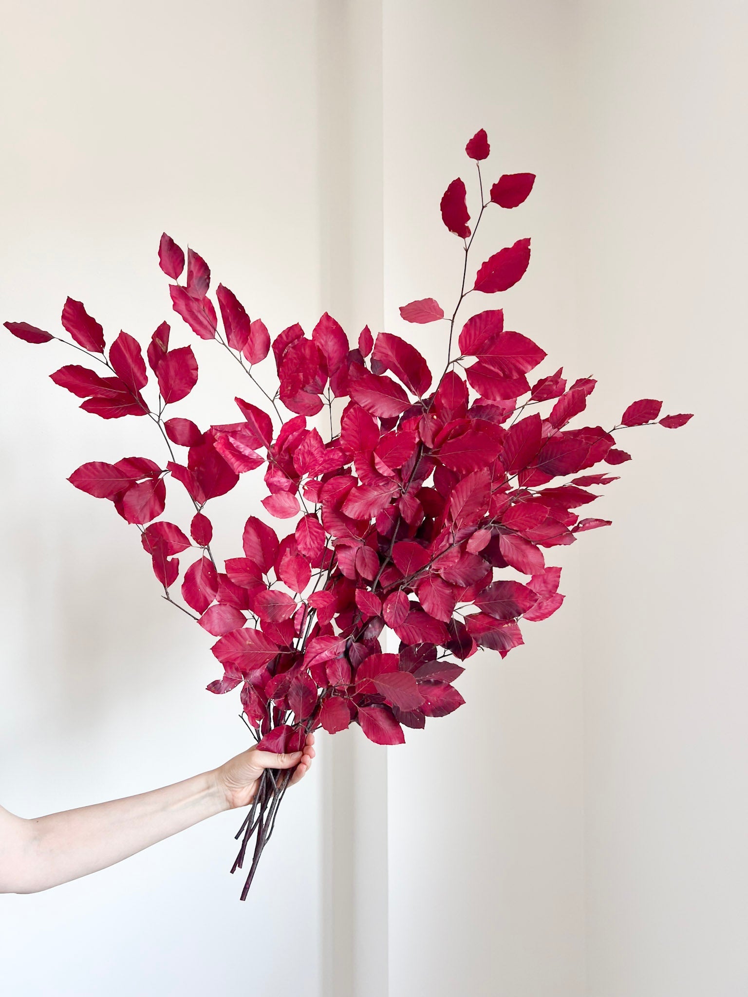 VALERY » Mazzo di Faggio stabilizzato fucsia - Bloomoon