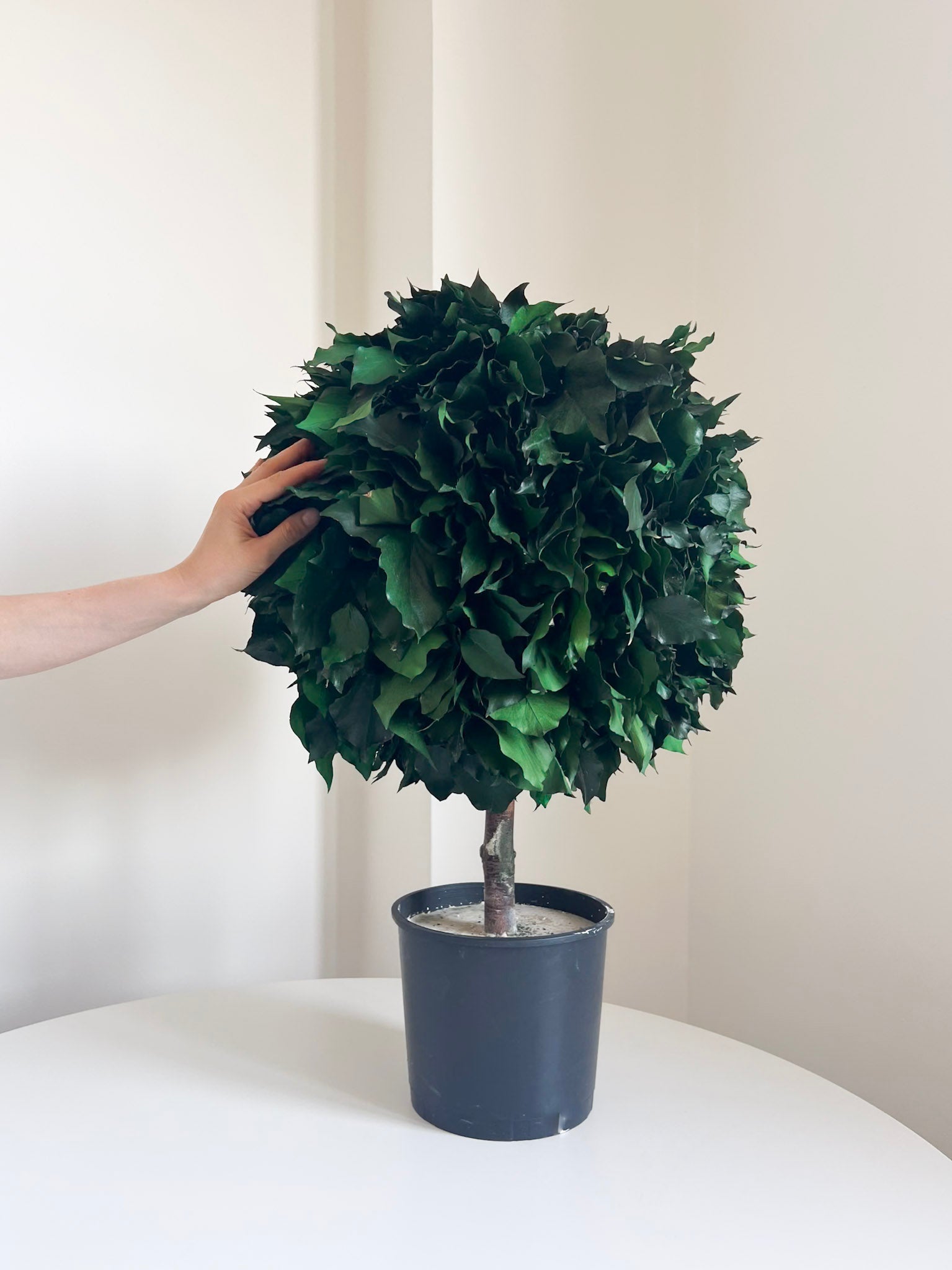 VENERE » pianta stabilizzata di edera a sfera verde 65cm - Bloomoon