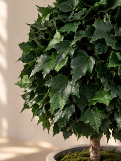 VENERE » pianta stabilizzata di edera a sfera verde 65cm - Bloomoon