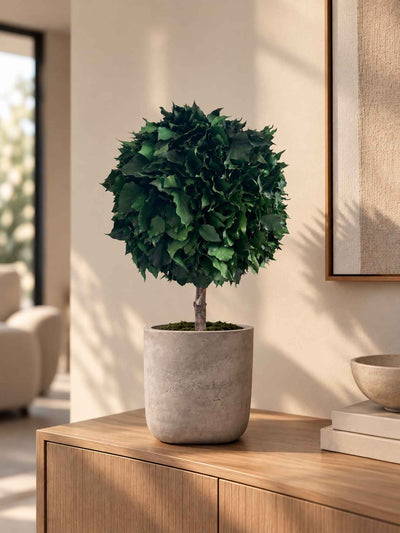 VENERE » pianta stabilizzata di edera a sfera verde 65cm - Bloomoon