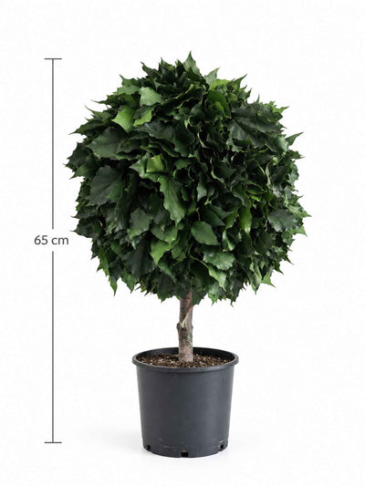 VENERE » pianta stabilizzata di edera a sfera verde 65cm - Bloomoon