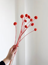 VESPERA » Mazzo di Craspedia arancione scuro 10 steli - Bloomoon