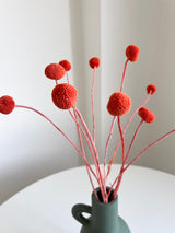 VESPERA » Mazzo di Craspedia arancione scuro 10 steli - Bloomoon
