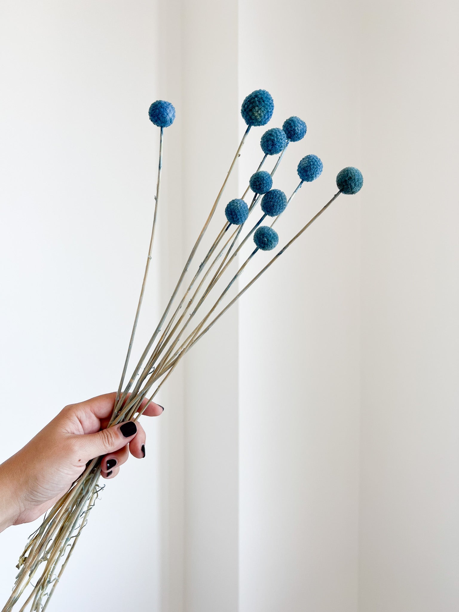 VIVETTA » Mazzo di Craspedia azzurro carta da zucchero - Bloomoon