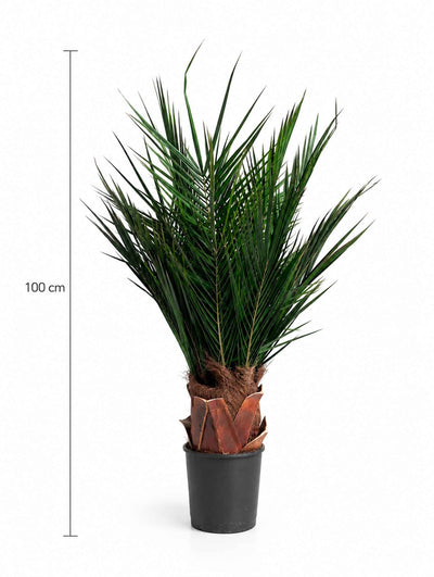 WASHINGTON » pianta stabilizzata phoenix verde 100cm - Bloomoon