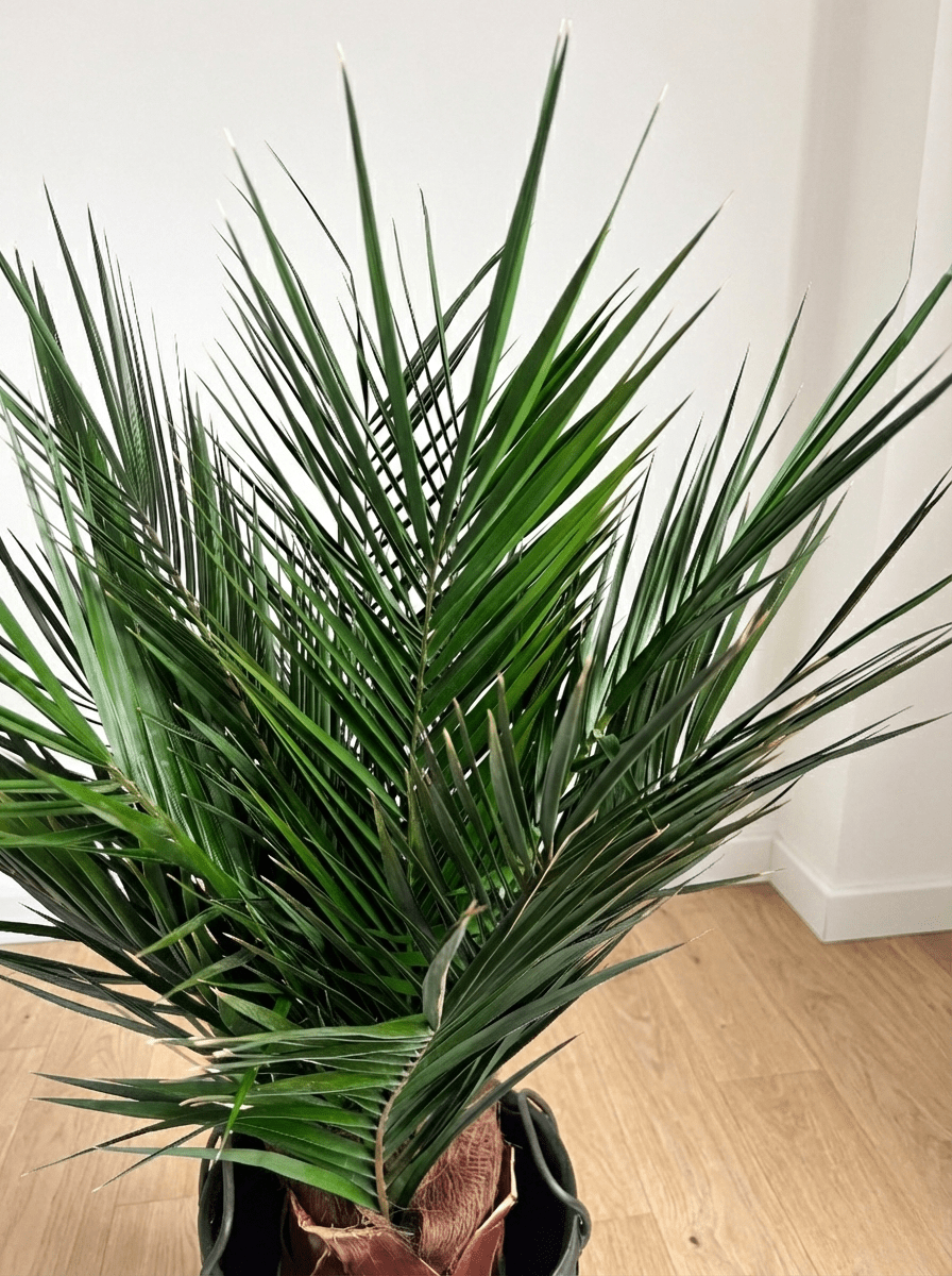 WASHINGTON » pianta stabilizzata phoenix verde 100cm - Bloomoon