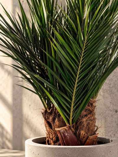 WASHINGTON » pianta stabilizzata phoenix verde 100cm - Bloomoon