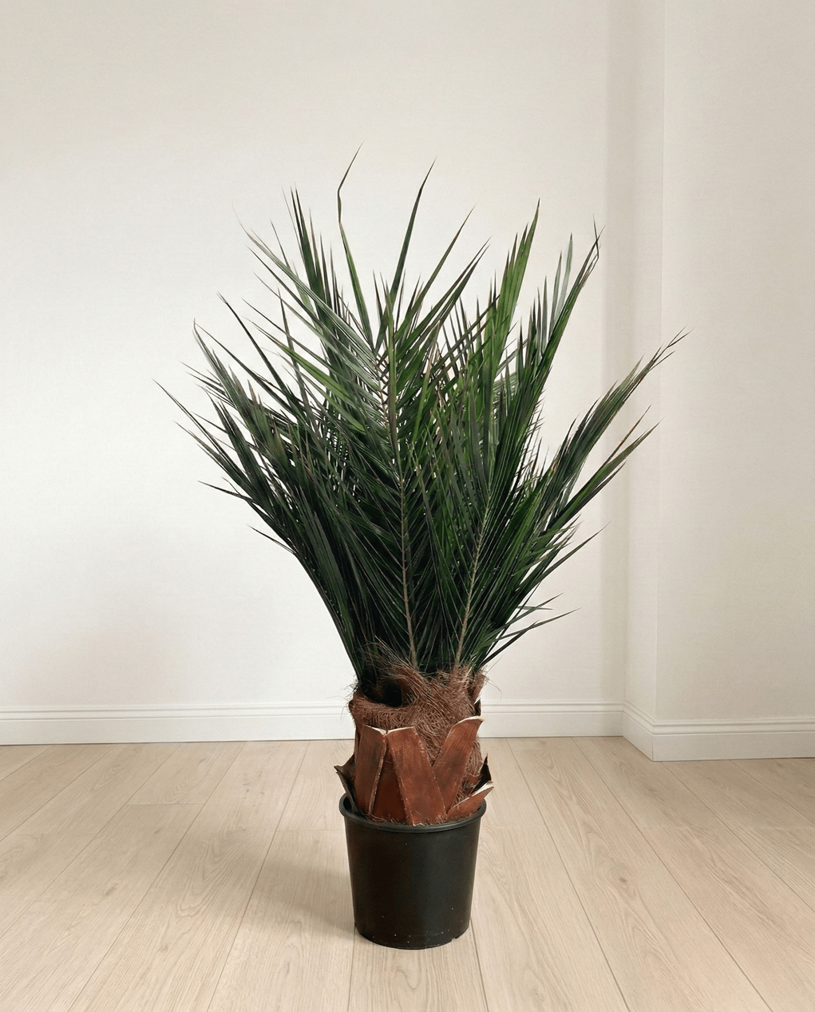 WASHINGTON » pianta stabilizzata phoenix verde 100cm - Bloomoon