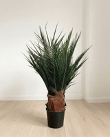 WASHINGTON » pianta stabilizzata phoenix verde 100cm - Bloomoon