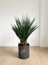WASHINGTON » pianta stabilizzata phoenix verde 100cm - Bloomoon