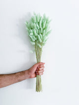 WENDY » Mazzo di Lagurus colorato verde menta - Bloomoon