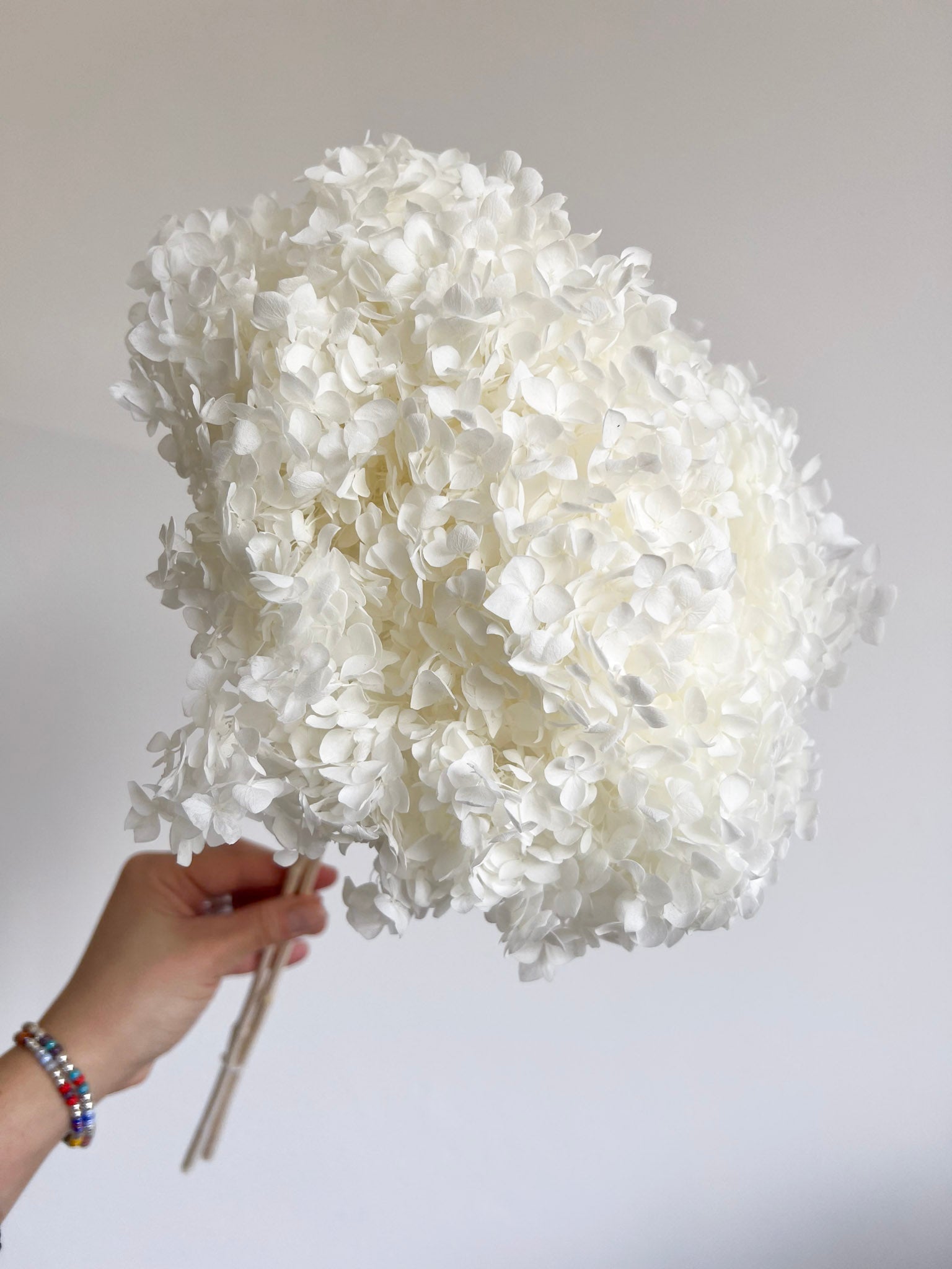 WILSON » Ortensia stabilizzata Annabelle stelo lungo bianco - Bloomoon
