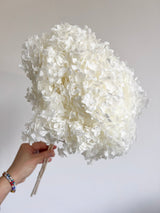 WILSON » Ortensia stabilizzata Annabelle stelo lungo bianco - Bloomoon