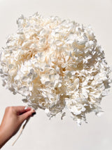 WILSON » Ortensia stabilizzata Annabelle stelo lungo bianco - Bloomoon