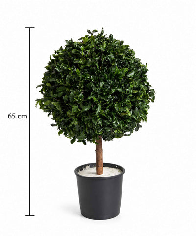 WORLD » pianta stabilizzata di pitosforo a sfera verde 65cm - Bloomoon