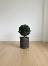 WORLD » pianta stabilizzata di pitosforo a sfera verde 65cm - Bloomoon