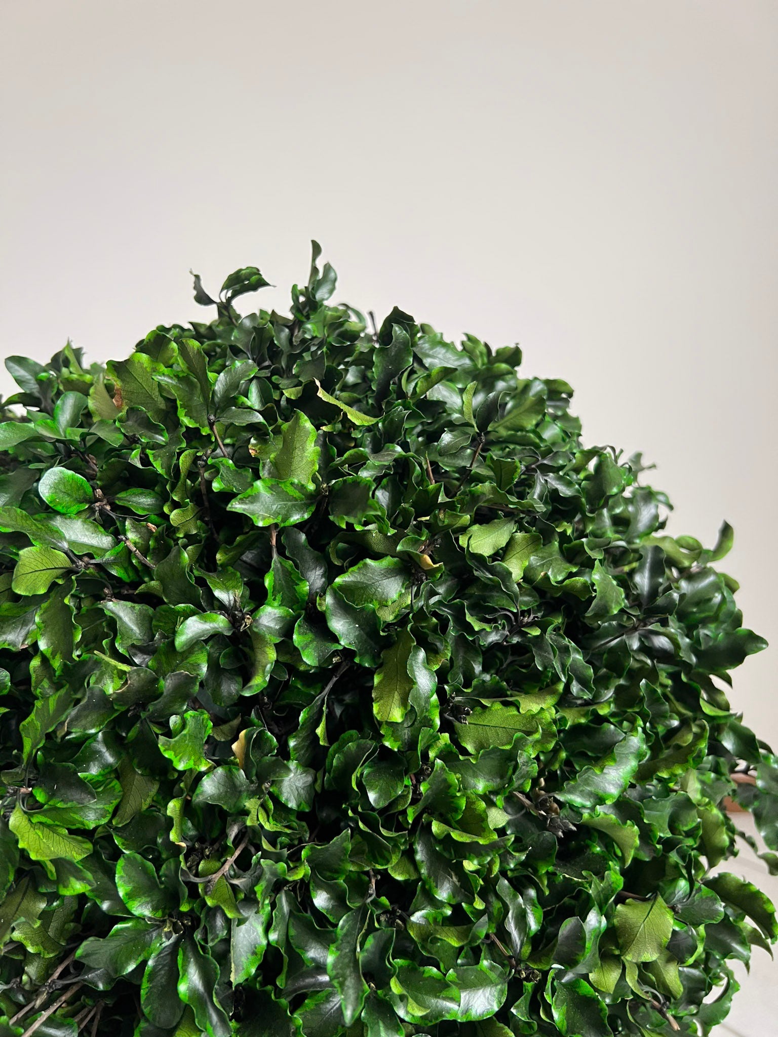 WORLD » pianta stabilizzata di pitosforo a sfera verde 65cm - Bloomoon