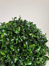 WORLD » pianta stabilizzata di pitosforo a sfera verde 65cm - Bloomoon