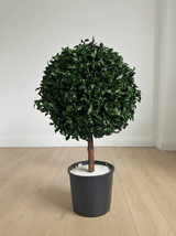 WORLD » pianta stabilizzata di pitosforo a sfera verde 65cm - Bloomoon