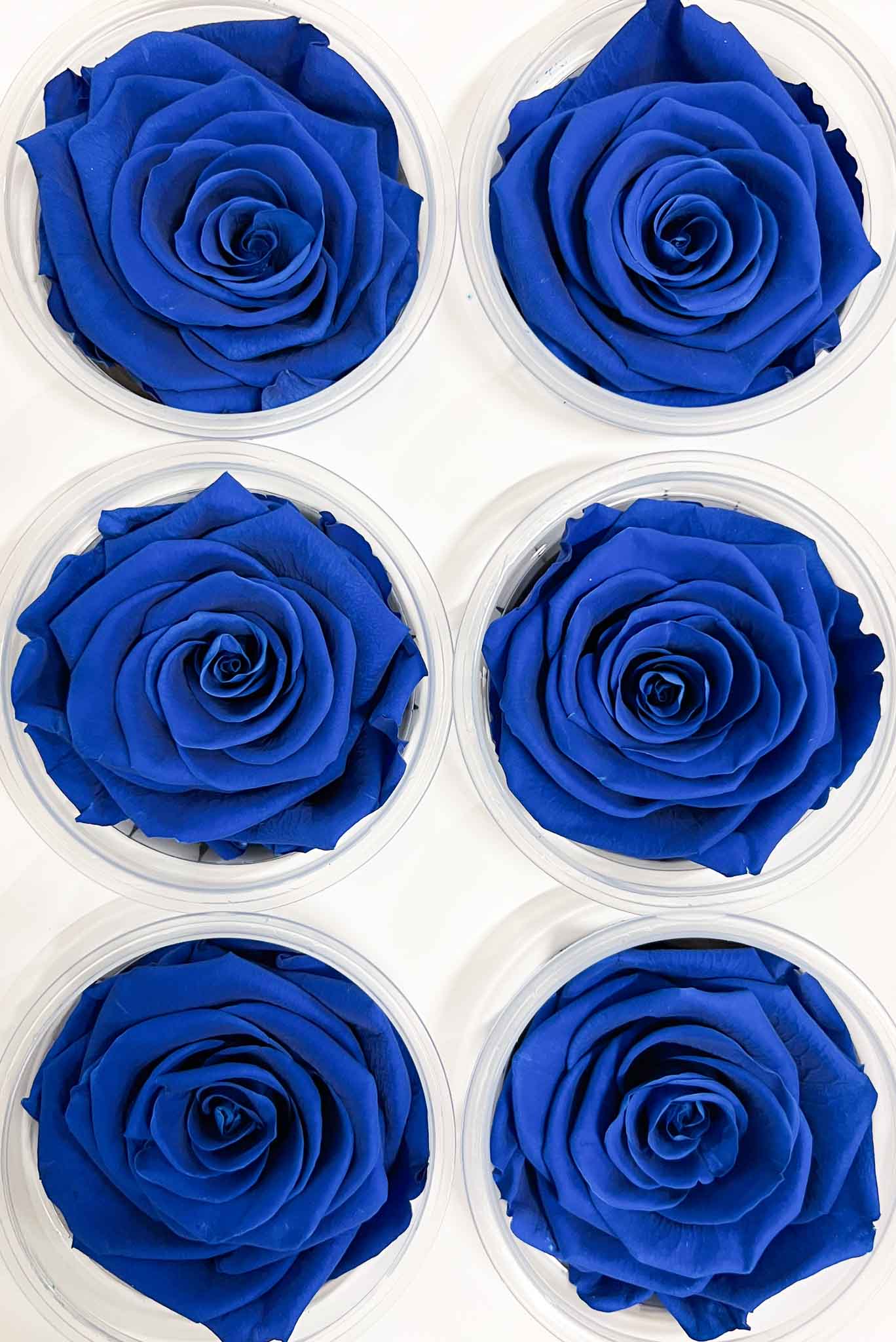 ZACCARIA » Box da 6 fiori di Rosa blu diametro 6,5cm standard - Bloomoon