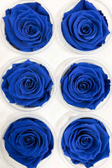 ZACCARIA » Box da 6 fiori di Rosa blu diametro 6,5cm standard - Bloomoon