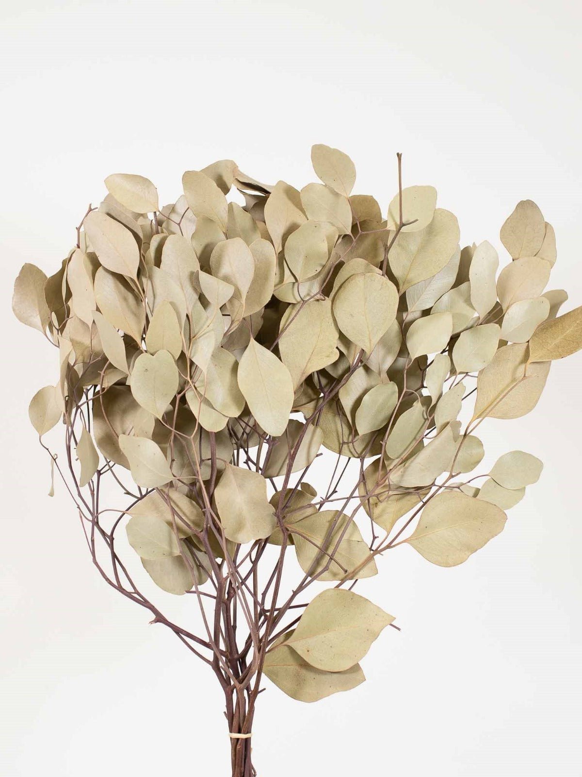 ZAFFIRO » Mazzo di Eucalipto Populus essiccato naturale - Bloomoon