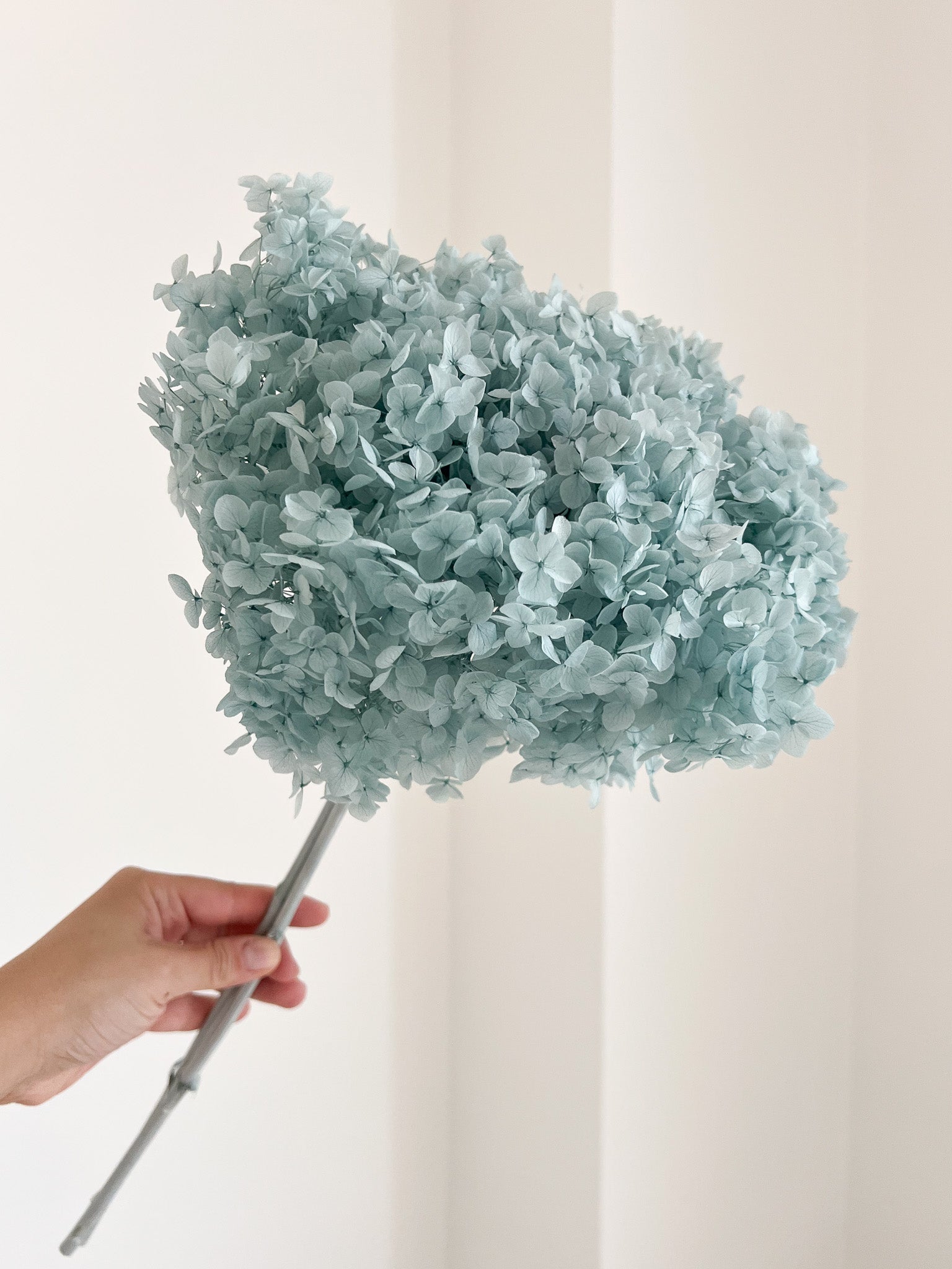 ZAIREL » Ortensia stabilizzata Annabelle stelo lungo celeste polvere - Bloomoon