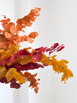 ZARA » Mazzo di Eucalipto Stuartiana stabilizzato dai colori autunnali - Bloomoon