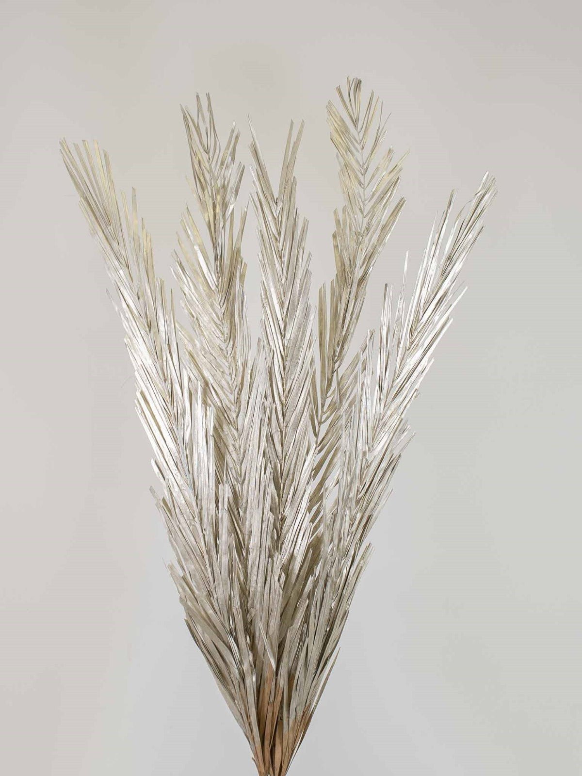 ZELINDA » Foglie di Palma champagne essiccate - Bloomoon