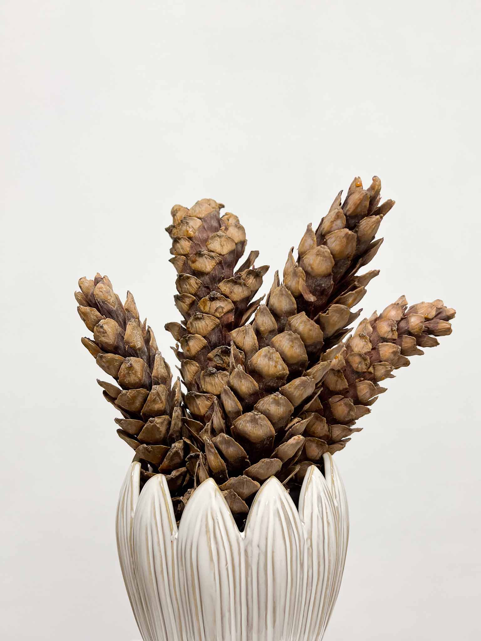 ZITA » 5 Pigne strobus naturale - Bloomoon