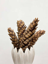 ZITA » 5 Pigne strobus naturale - Bloomoon