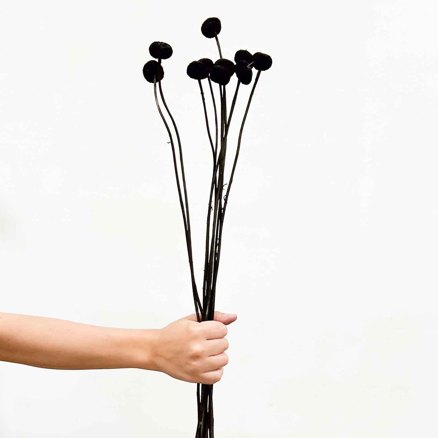 ZORRO » Mazzo di Craspedia nero 10 steli - Bloomoon
