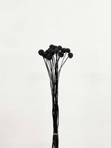 ZORRO » Mazzo di Craspedia nero 20 steli - Bloomoon