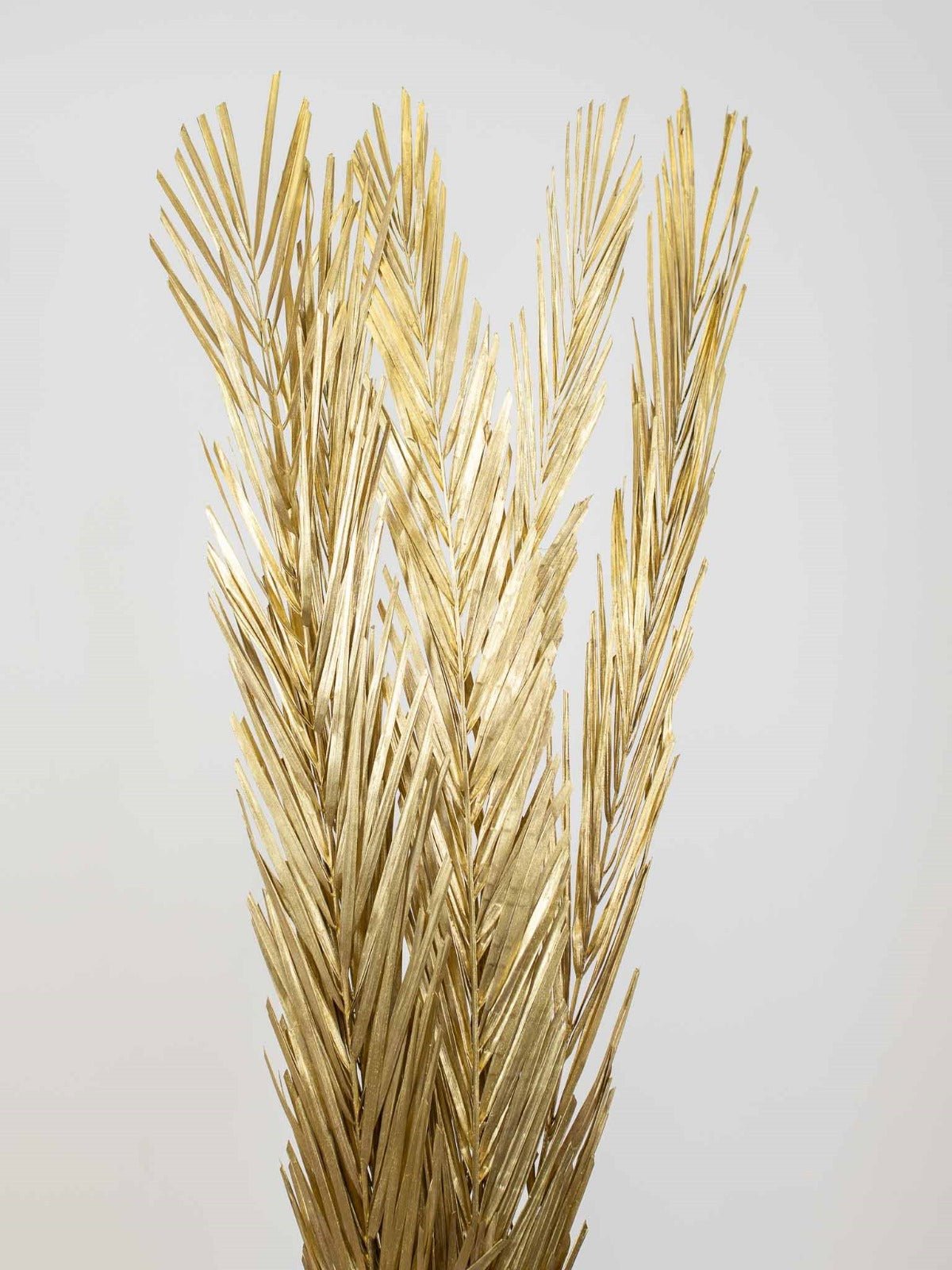 ZURI » Foglie di palma oro essiccate - Bloomoon