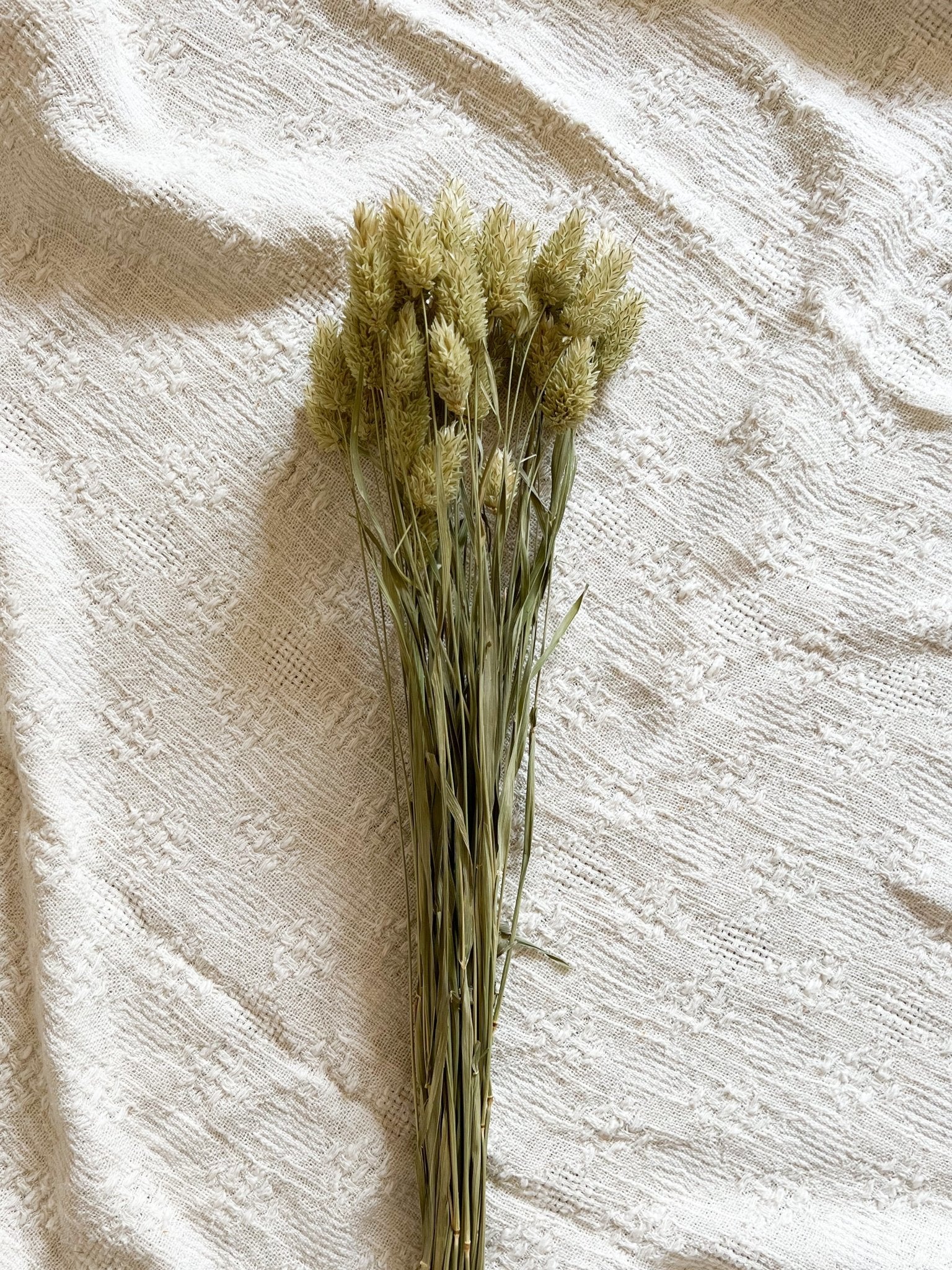 AIDA » Mazzo per bouquet di fiori secchi misti naturali - Bloomoon