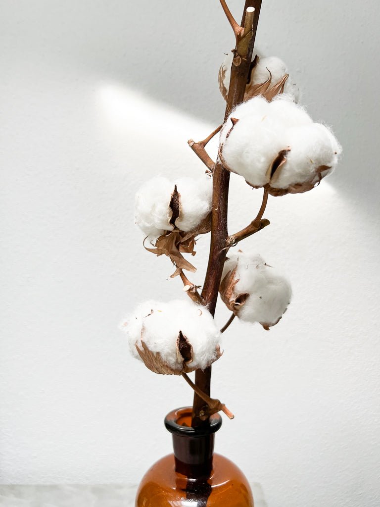 CAMILLO » Stelo Fiore del cotone ramo da 10 fiori - Bloomoon
