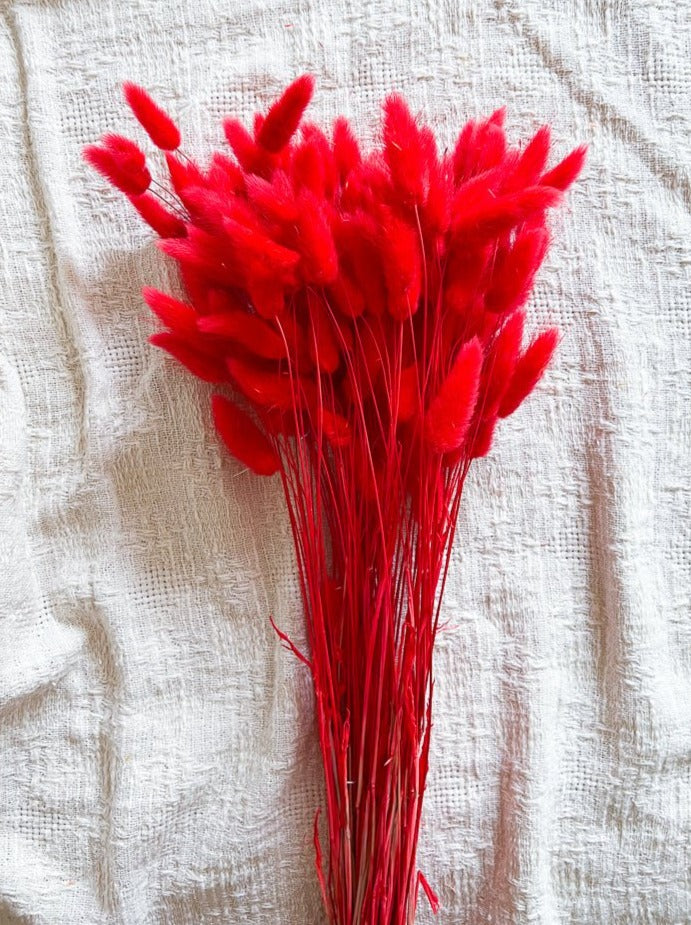CARMINE » Mazzo di Lagurus Colorato Rosso - Bloomoon