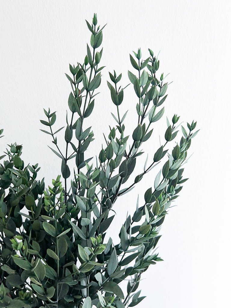CRISTINA » Mazzo di Eucalipto Parvifolia stabilizzato verde - Bloomoon