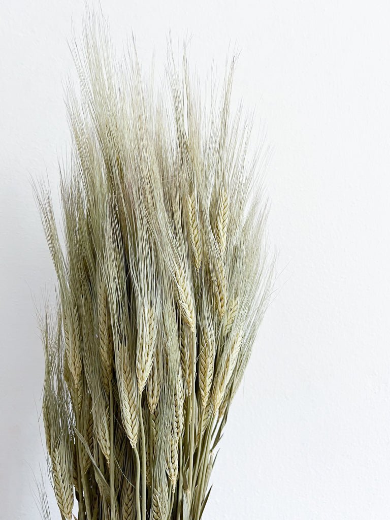 EZIO » Mazzo di Spighe naturale - Bloomoon