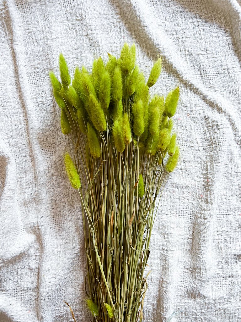 GEMMA » Mazzo di Lagurus Colorato Verde Prato - Bloomoon